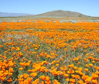 California poppies.