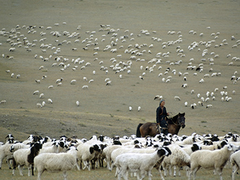 Dean Conger, Herding Sheep