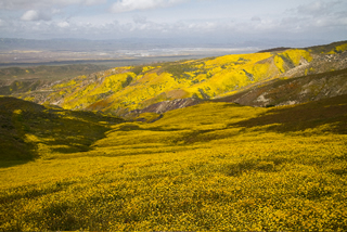 California wild flowers, spring 2010 by Bill Newsome.