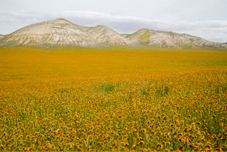 California wild flowers, spring 2010 by Bill Newsome.