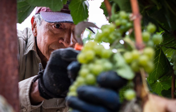 Harvest Season (2019)