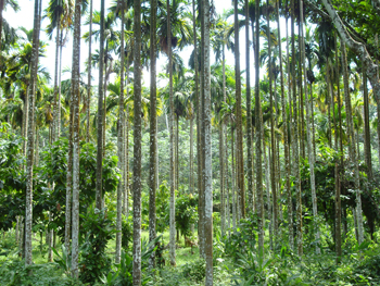 Kerala, India.