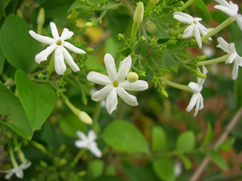 Jasmine in Karnataka.