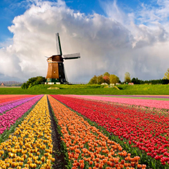 Windmill And Flowers 244x244px 8D